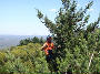 Tree Tactics Crew