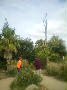 TREE WORKS