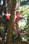 Douglas Fir at Mt Macedon