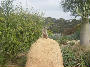 MEERKATS