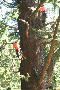 Douglas Fir at Mt Macedon