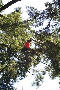 Douglas Fir at Mt Macedon
