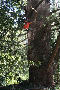 Douglas Fir at Mt Macedon