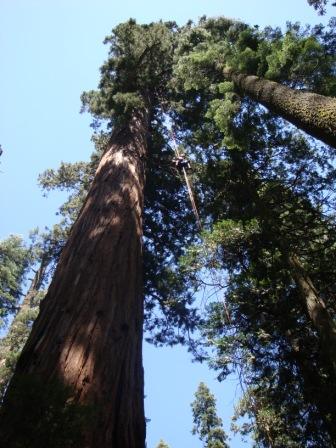 PatrichamericasequoiaCOMP